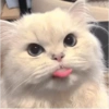 Michis para el chat🐱💬 6