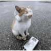 Кот с Наушниками
