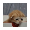 Kitten in Box