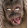 🐵 Очень милые обезьянки 🐒✨🐒 11