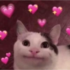 GATOS CHEIOS DE AMOR 💕 7