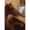 Memes random - Caballos 🤣 16