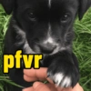 pfvr