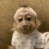Reações de macaco | monkey 🐒 9