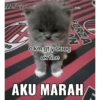 Kucing 15