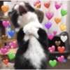 GATOS CHEIOS DE AMOR 💕 5