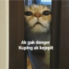 Kucing 17