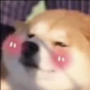 Perritos 🫶 8