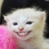 Memes de gatos 2 7