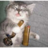 Gatos y perros locos 22