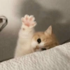 Gatitos 😍 7