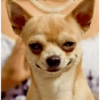 Cachorro meme 8 😏