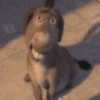 Burro do Shrek 21