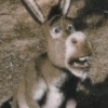 Burro do Shrek 12