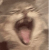 GATINHOS MEMSS 12