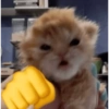 Meme kucing tikus anjing  7