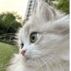 Playful Cat in Grass