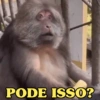 MACAQUINHA XINGXING 🐵🤎 17