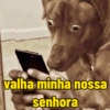Cachorro  10