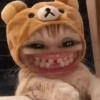 🐈‍⬛🐱🧶 GATOS | CATS 5 🧶🐱🐈‍⬛ 5