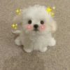 Perritos 🫶 7