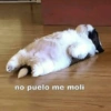 no puelo me moli