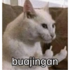 Stiker kucing with emoji kyut 10