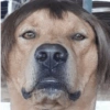 Cachorros engraçado  5