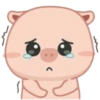 Anak Babi Lucu 6