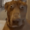 Cachorro  11