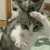Gatinhos  5