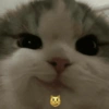 Kittens 🐱 ❤️ 8