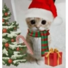Gatinho Fofo de Natal