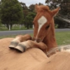 Cavalinho Fofo Reações 🐴 16