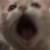 Cat Reaction 23
