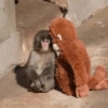 Monito Punch y su peluche🐵🧸✨ 12