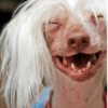 Cachorros engraçado  9