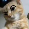 🐈‍⬛🐱🧶 GATOS | CATS 2 🧶🐱🐈‍⬛ 12