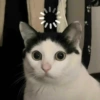 🫯🫪 WTF - OMG [Mood] 🫪🫯 4