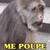 MACAQUINHA XINGXING 🐵🤎 9