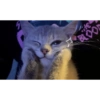 Kucing anjing lucu 16