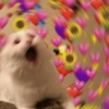 Gatos Amor💖💙💛 13