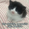Gatitos 1 8