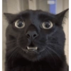 Удивленный Кот