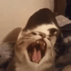 Зевающий Кот