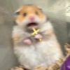Hamsters Fofinhos 🐹 12