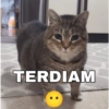 Stiker kucing with emoji kyut 22