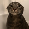 Мокрая Кошка