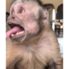 Monos 13