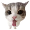 Kucing anjing lucu 11